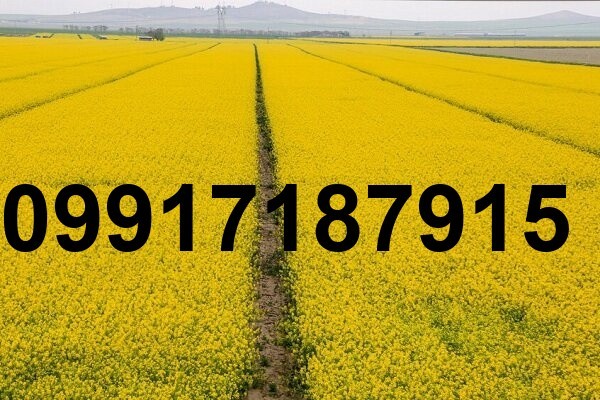 قیمت هر کیلو کلزا_6