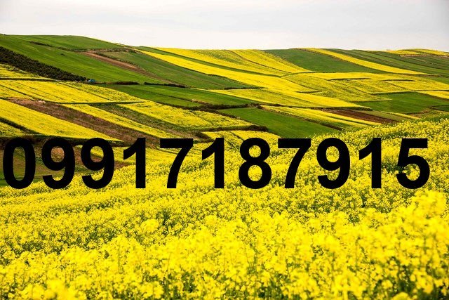 قیمت هر کیلو کلزا_8