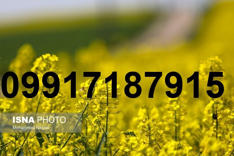 قیمت هر کیلو کلزا_9