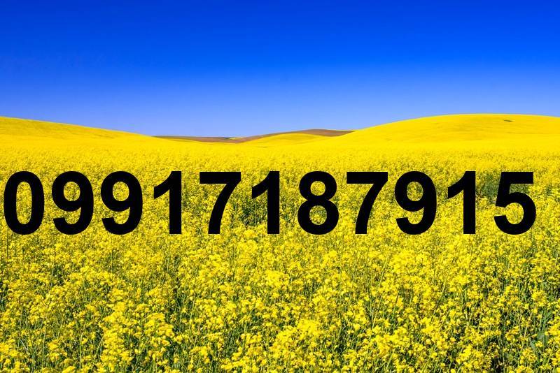قیمت کلزا امروز_10