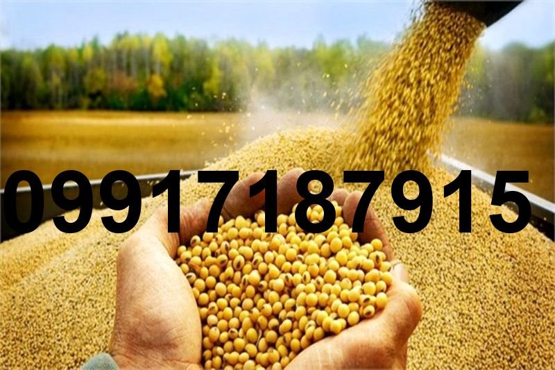 قیمت کلزا امروز_2