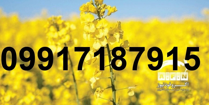 قیمت کلزا امروز_8