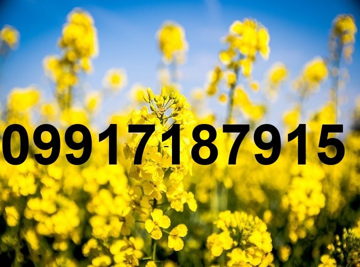 قیمت کلزا امروز_9