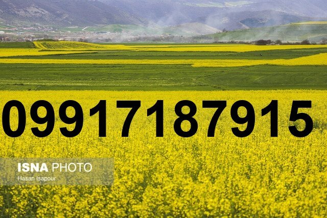 قیمت کلزا امسال_4