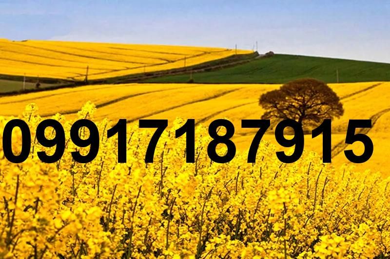 قیمت کلزا امسال_7