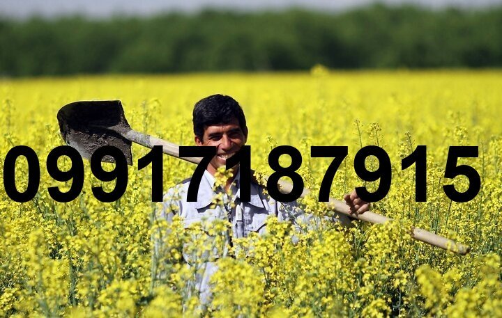 قیمت کلزا امسال_8