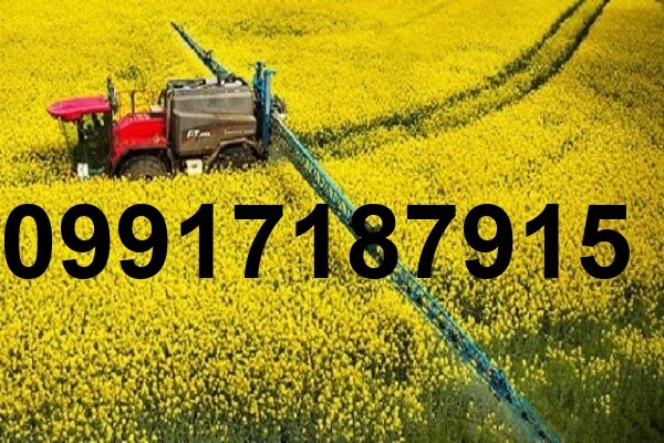 قیمت کلزا امسال_9