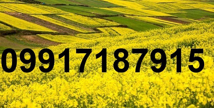 قیمت کلزا جدید_8