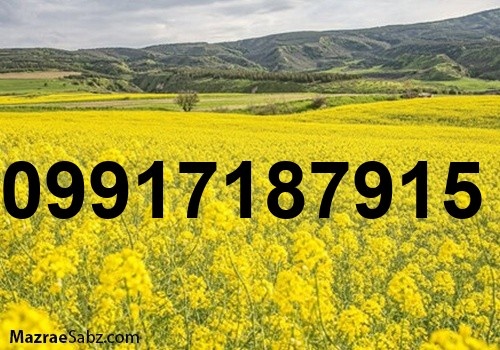 قیمت کلزا دامی_6