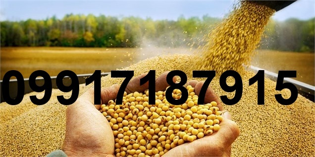 قیمت کلزا در بازار ازاد_9