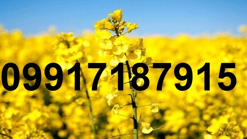 قیمت کلزا در خوزستان_10