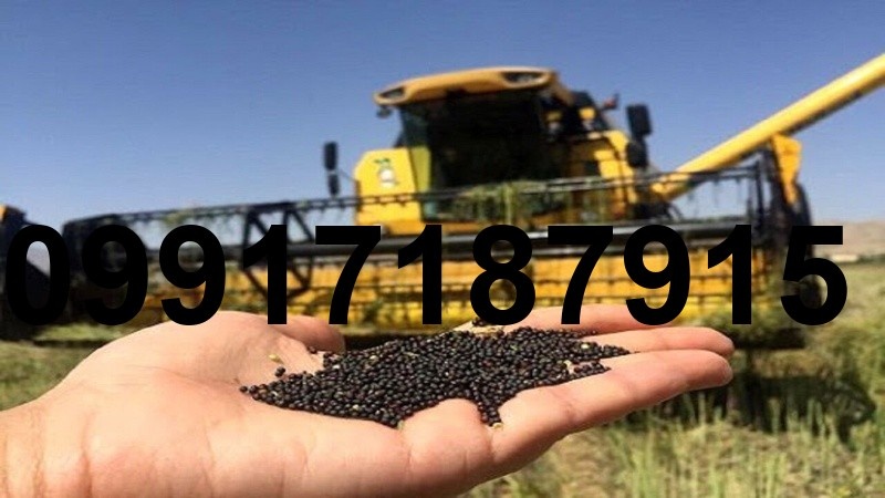 قیمت کلزا در خوزستان_2