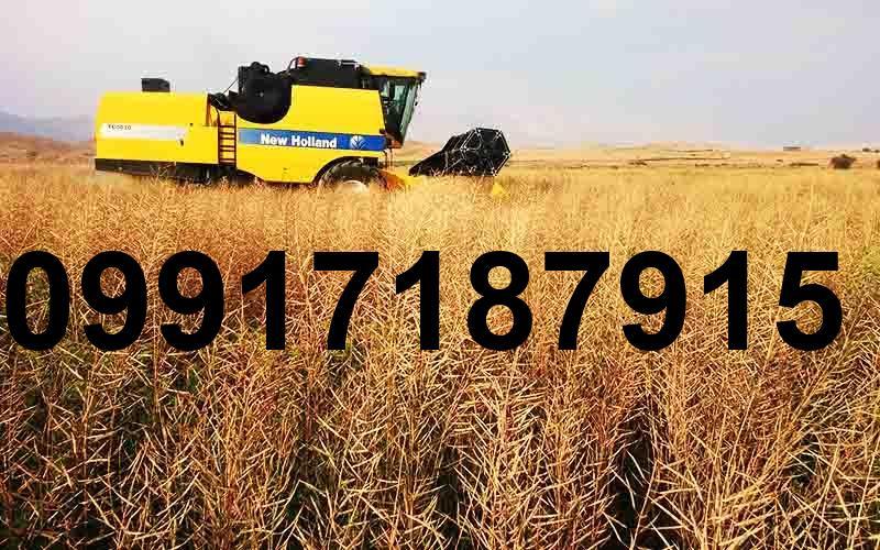 قیمت کلزا در خوزستان_5