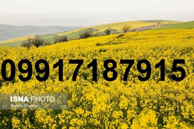 قیمت کلزا در خوزستان_8