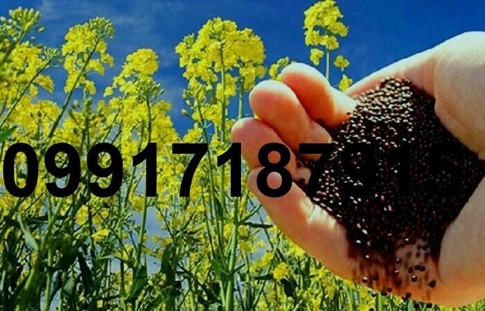 قیمت کلزا در خوزستان امروز_10