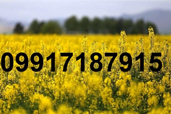 قیمت کلزا در خوزستان امروز_4