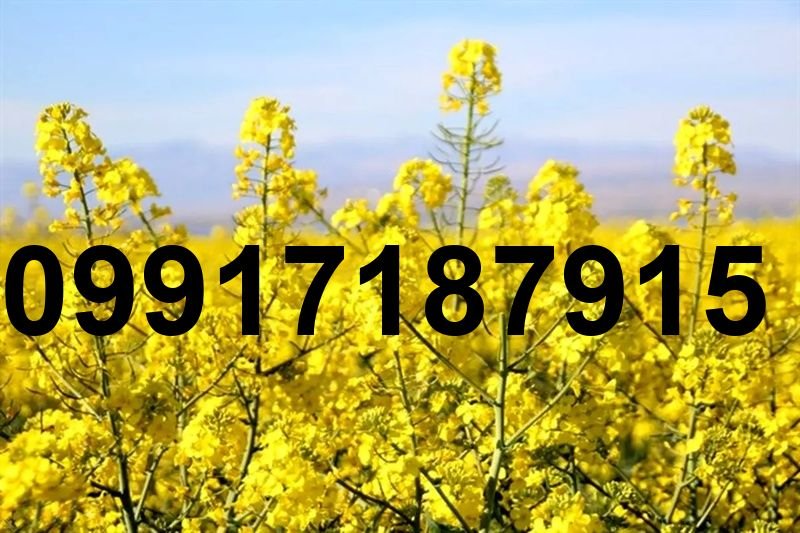 قیمت کلزا در خوزستان امروز_6