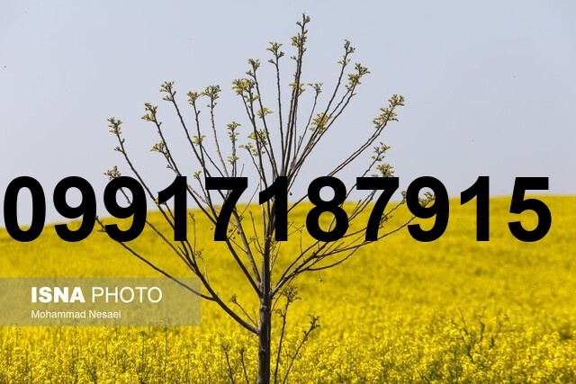 قیمت کلزا در خوزستان امروز_7