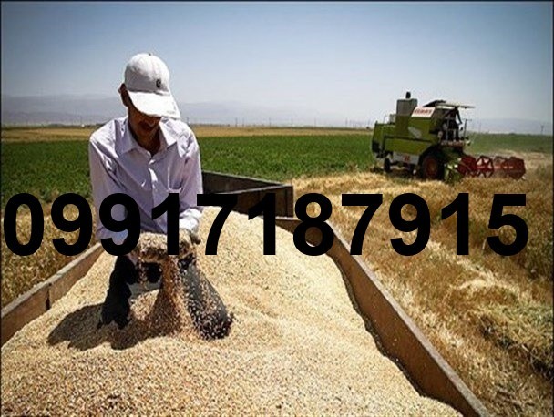 قیمت کلزا در خوزستان امروز_9