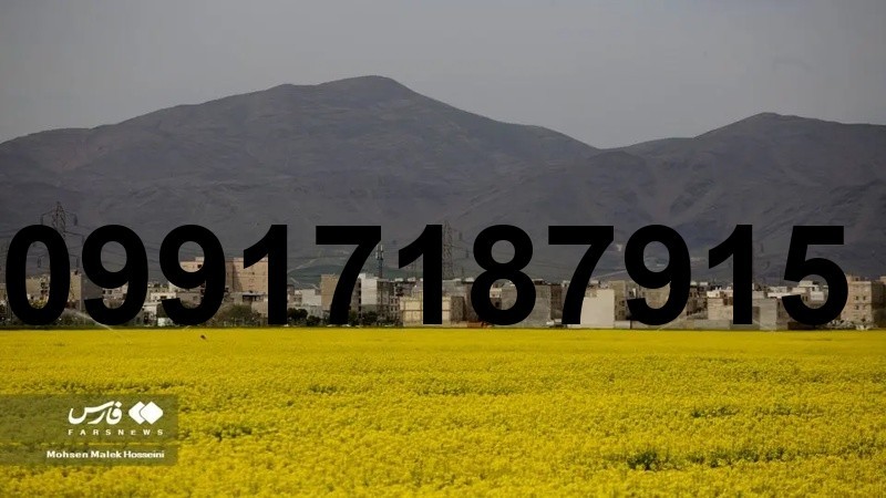 قیمت کلزا در سال 1404_8