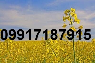قیمت کلزا در سال 1404_9